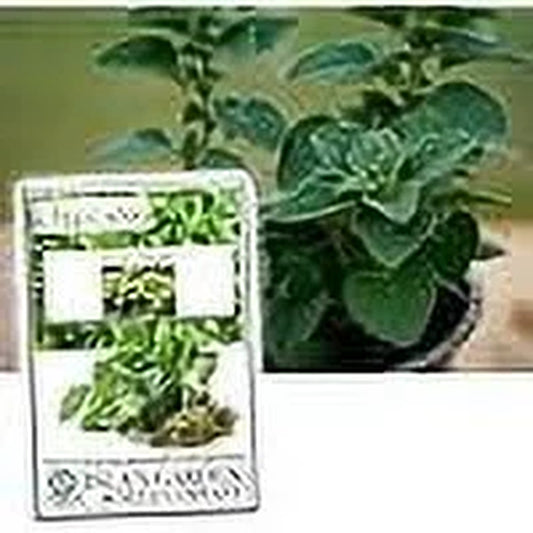 Greek Oregano Herb Seeds, 2500 Heirloom Seeds per Packet, Non GMO Seeds