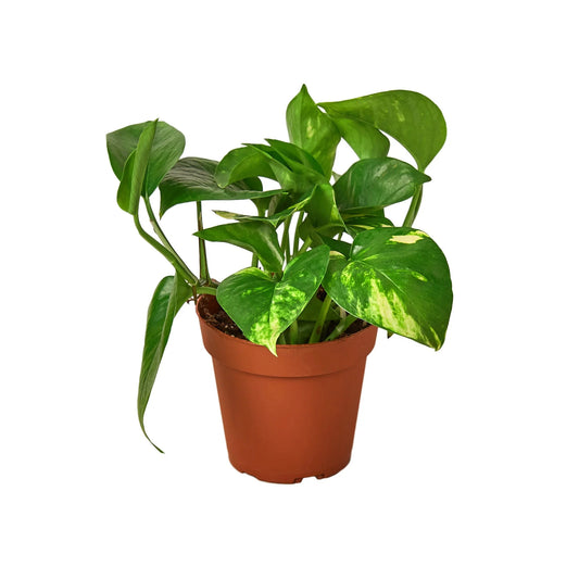 Devils Ivy (Air Purifying House Plant