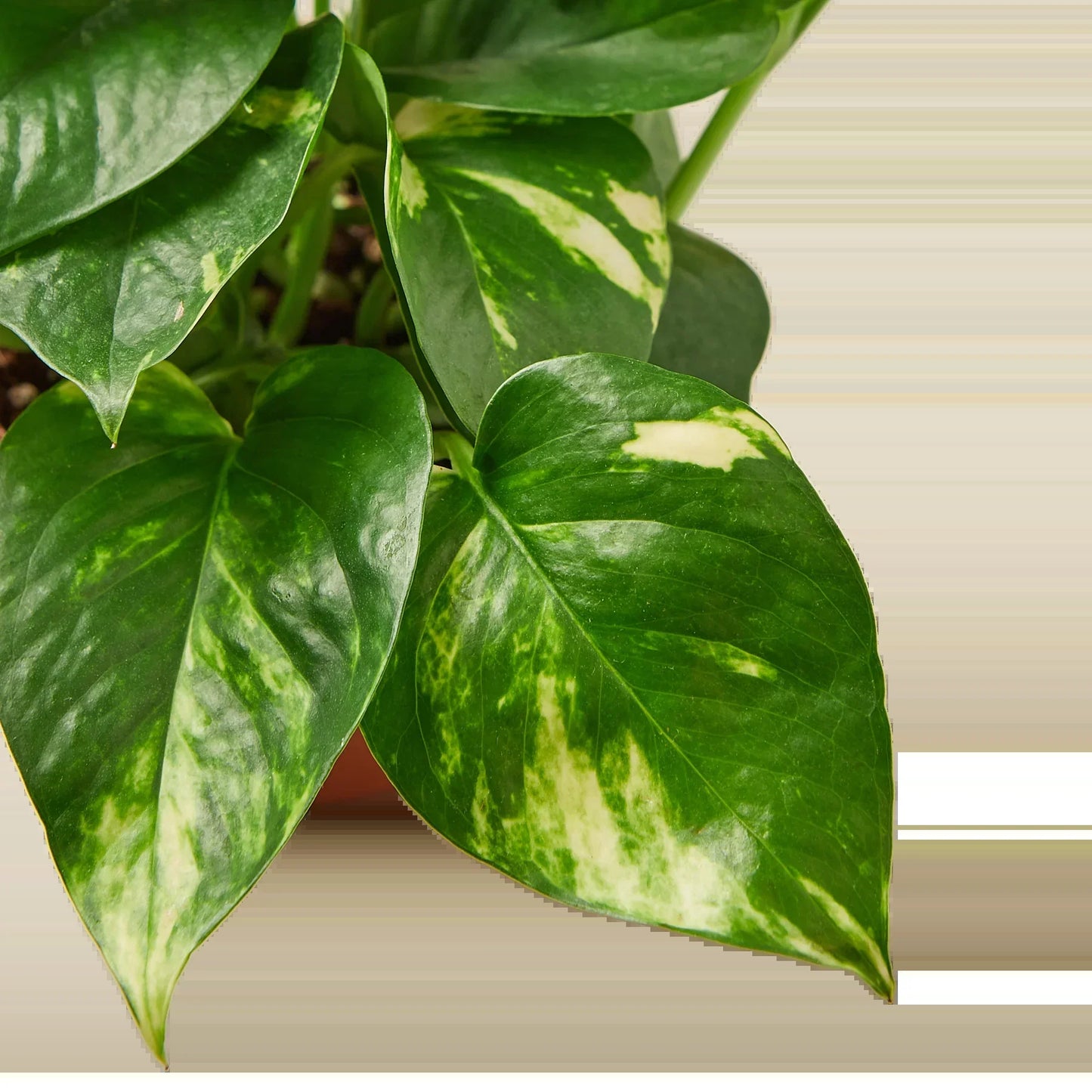 Devils Ivy (Air Purifying House Plant