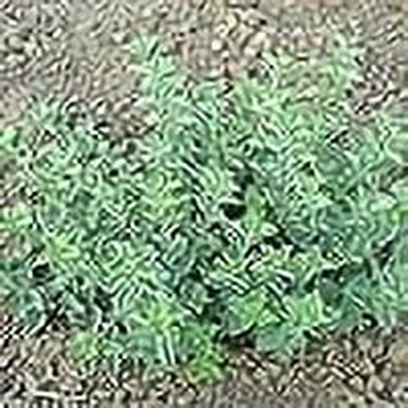 Greek Oregano Herb Seeds, 2500 Heirloom Seeds per Packet, Non GMO Seeds