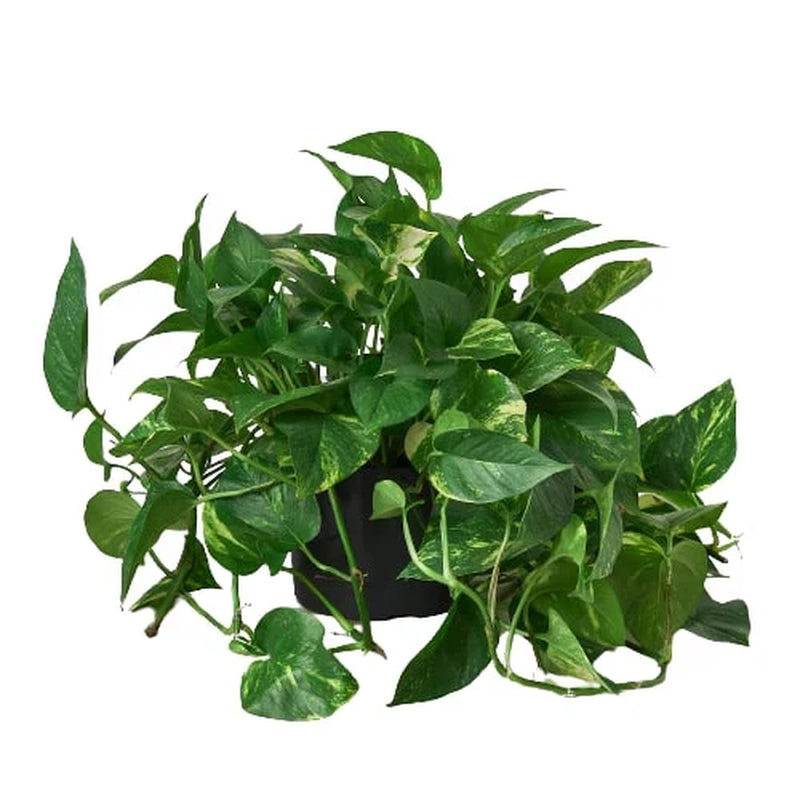 Devils Ivy (Air Purifying House Plant