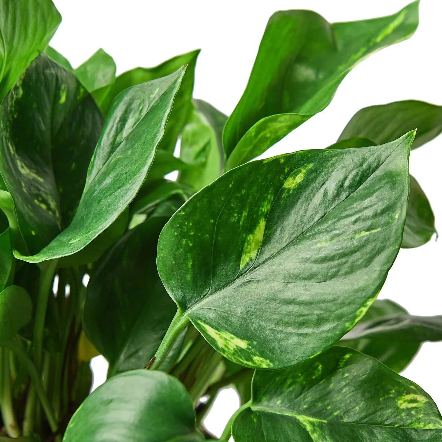 Devils Ivy (Air Purifying House Plant