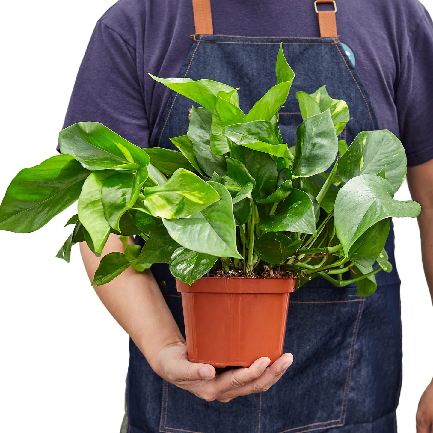Devils Ivy (Air Purifying House Plant