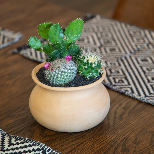 Element by Live Cactus Plants 4-Pack - Succulent Plants, Full Sun - 2.5-Inch Pots