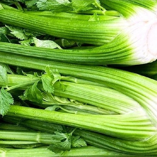 Tall Utah Celery Seeds | NON-GMO Celery Seeds | Fresh Heirloom Garden Seeds