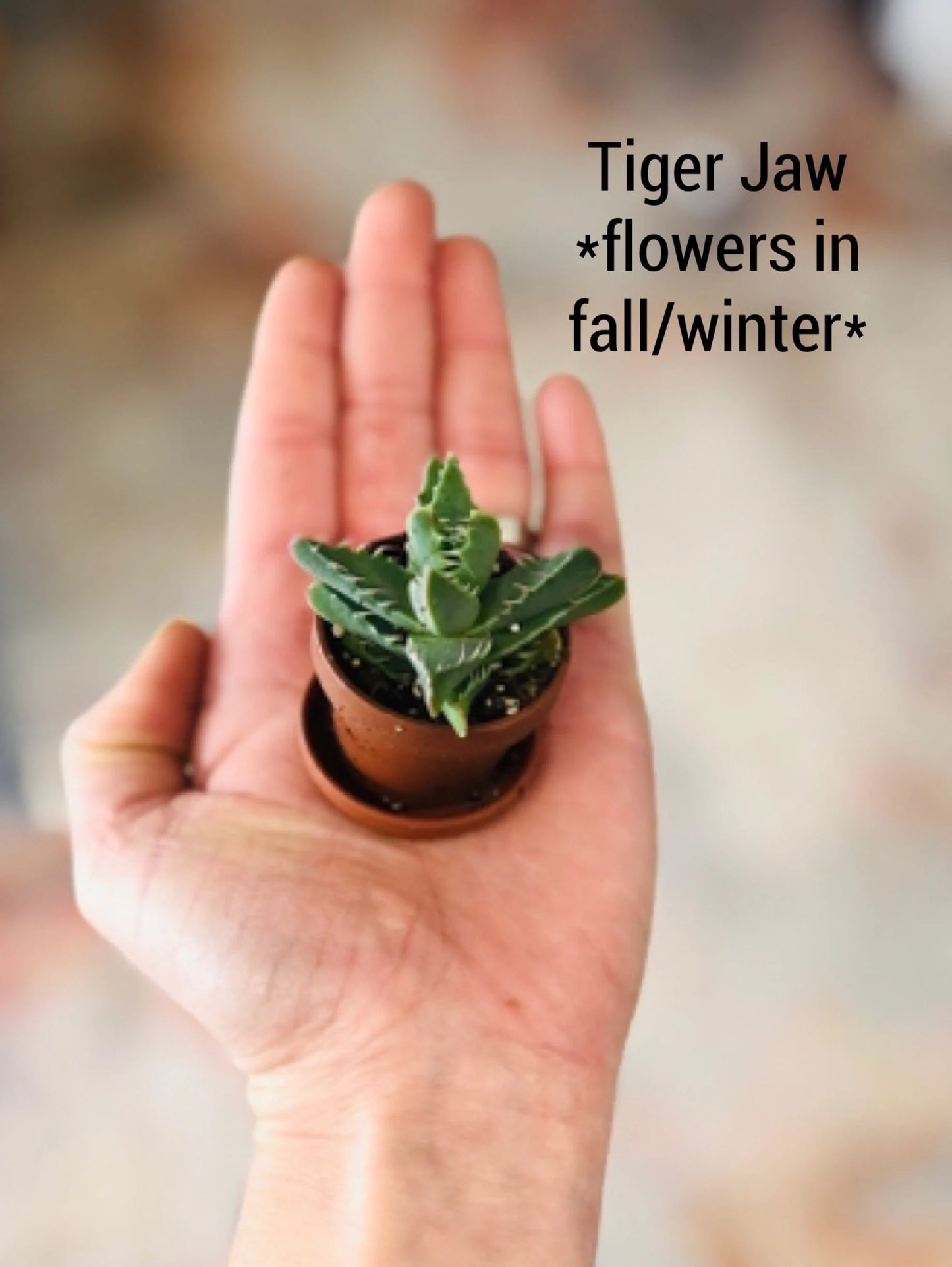 Mini Succulent Collection: 4 Live Plants, Fairy Garden Terrarium Favors