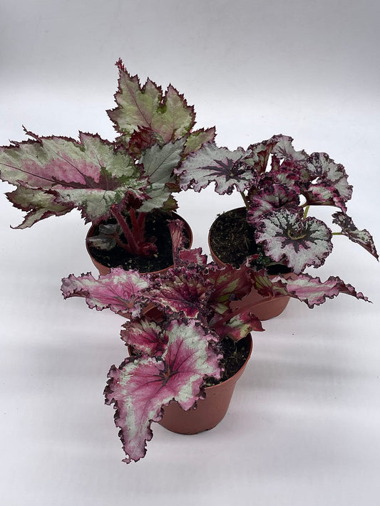 Angel Wings Polka Dot Begonia Live Plants in 6" Plastic Pots