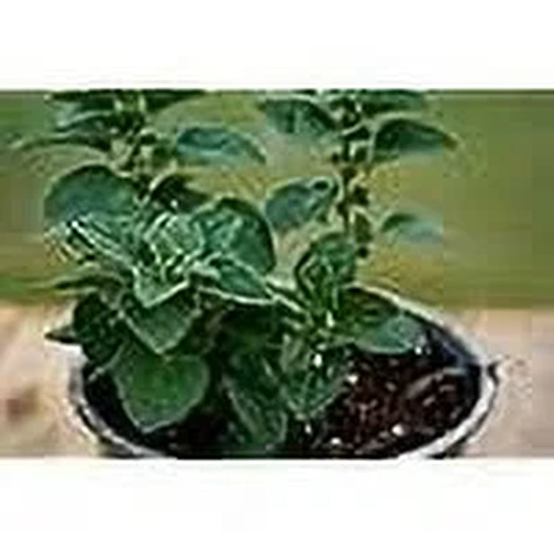 Greek Oregano Herb Seeds, 2500 Heirloom Seeds per Packet, Non GMO Seeds