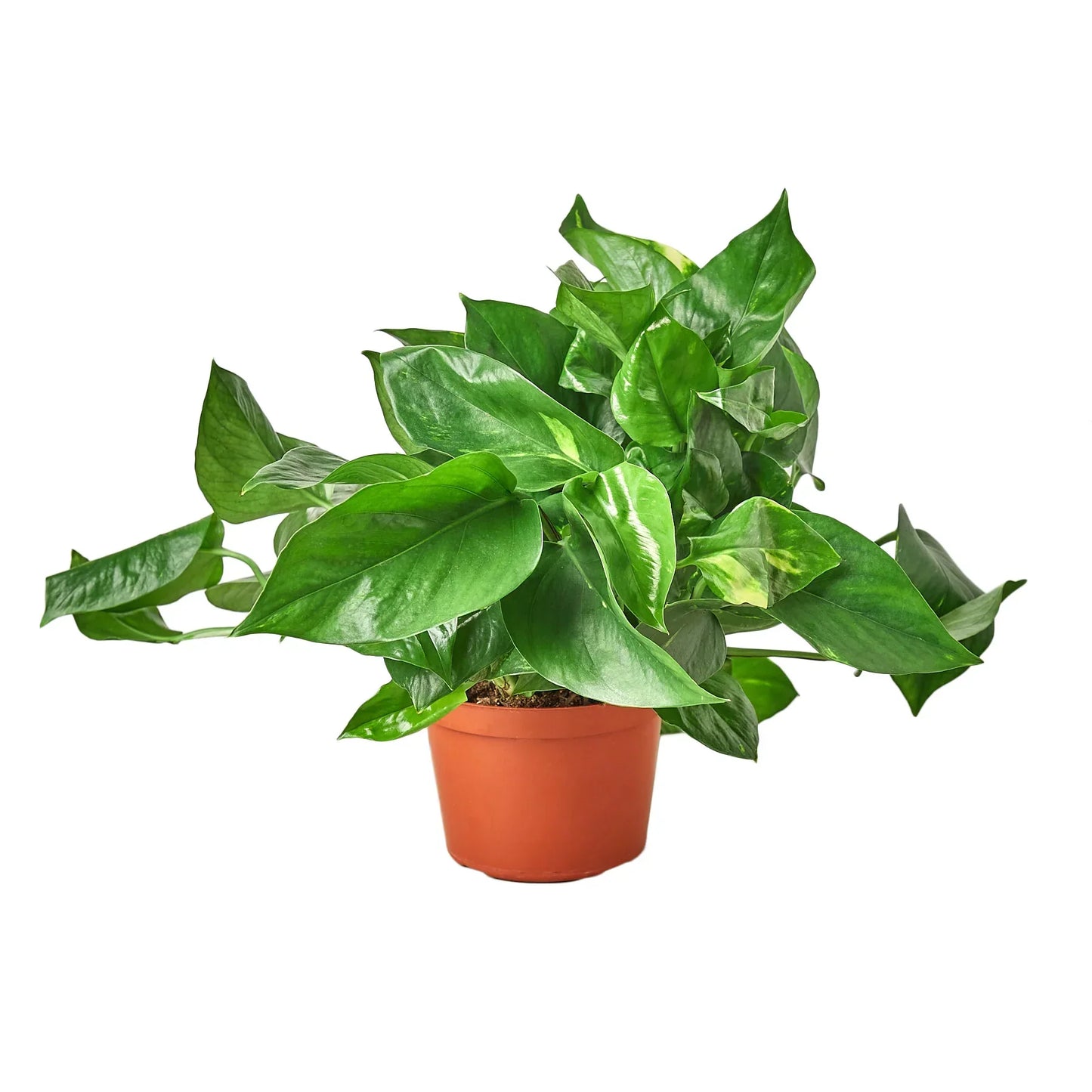 Devils Ivy (Air Purifying House Plant