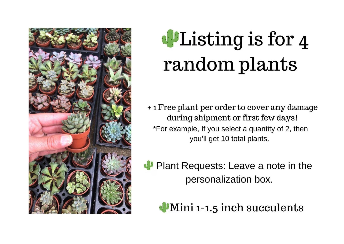 Mini Succulent Collection: 4 Live Plants, Fairy Garden Terrarium Favors