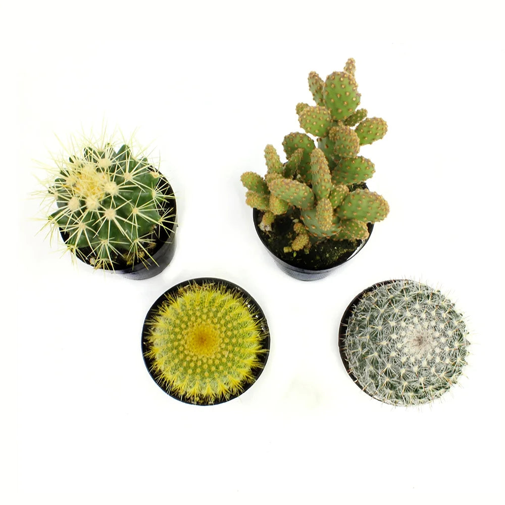 Element by Live Cactus Plants 4-Pack - Succulent Plants, Full Sun - 2.5-Inch Pots