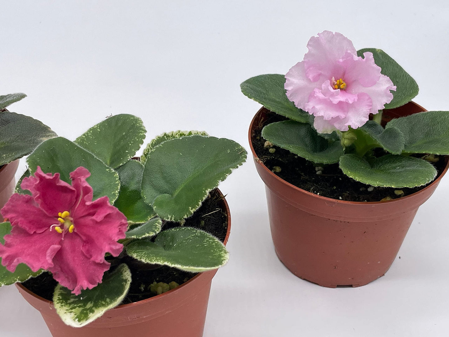 Angel Wings Polka Dot Begonia Live Plants in 6" Plastic Pots