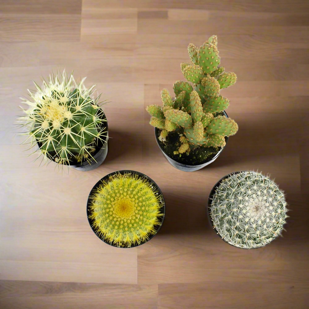 Element by Live Cactus Plants 4-Pack - Succulent Plants, Full Sun - 2.5-Inch Pots