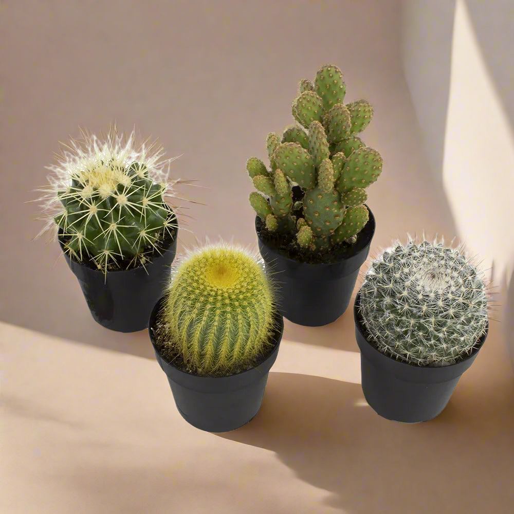 Element by Live Cactus Plants 4-Pack - Succulent Plants, Full Sun - 2.5-Inch Pots