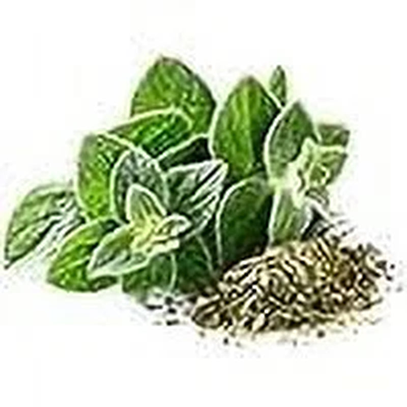 Greek Oregano Herb Seeds, 2500 Heirloom Seeds per Packet, Non GMO Seeds