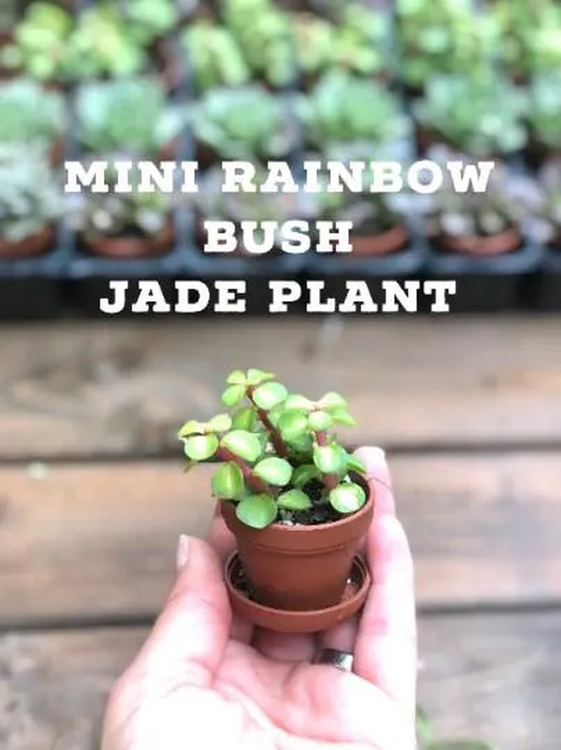 Mini Succulent Collection: 4 Live Plants, Fairy Garden Terrarium Favors