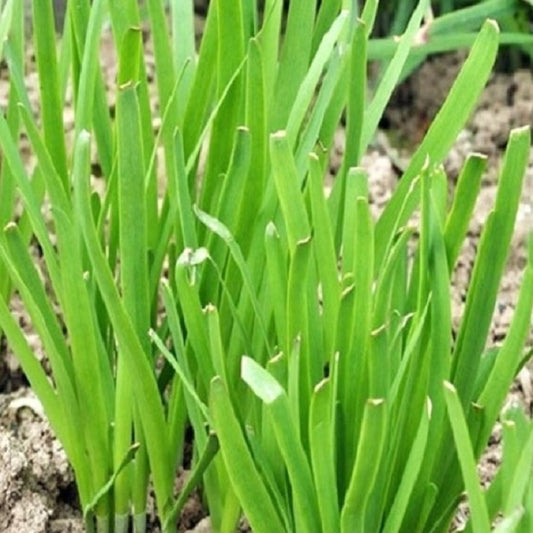Garlic Chives Seeds | NON-GMO Chives Seeds | Fresh Heirloom Garden Seeds