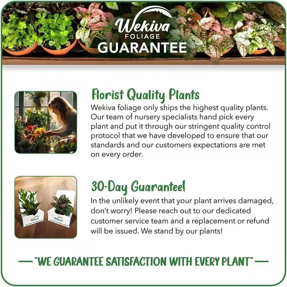 Rhaphidophora Cryptantha Shingle Plant-Live Plant in a 4 In. Pot-Rhaphidophora Cryptantha-Houseplant