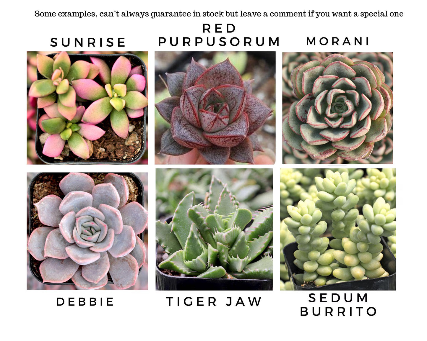 Mini Succulent Collection: 4 Live Plants, Fairy Garden Terrarium Favors