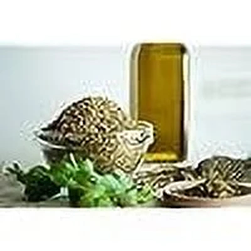 Greek Oregano Herb Seeds, 2500 Heirloom Seeds per Packet, Non GMO Seeds