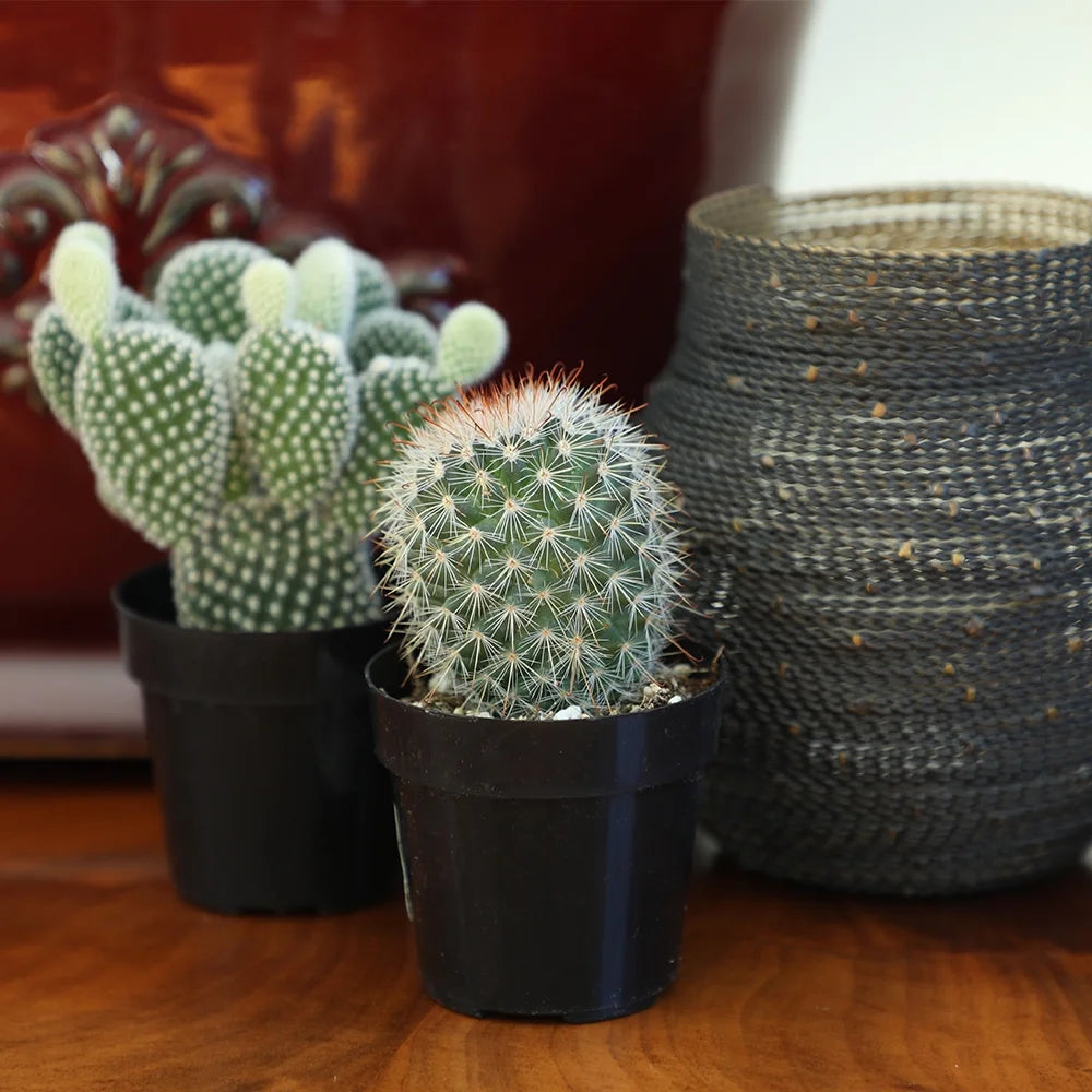 Element by Live Cactus Plants 4-Pack - Succulent Plants, Full Sun - 2.5-Inch Pots