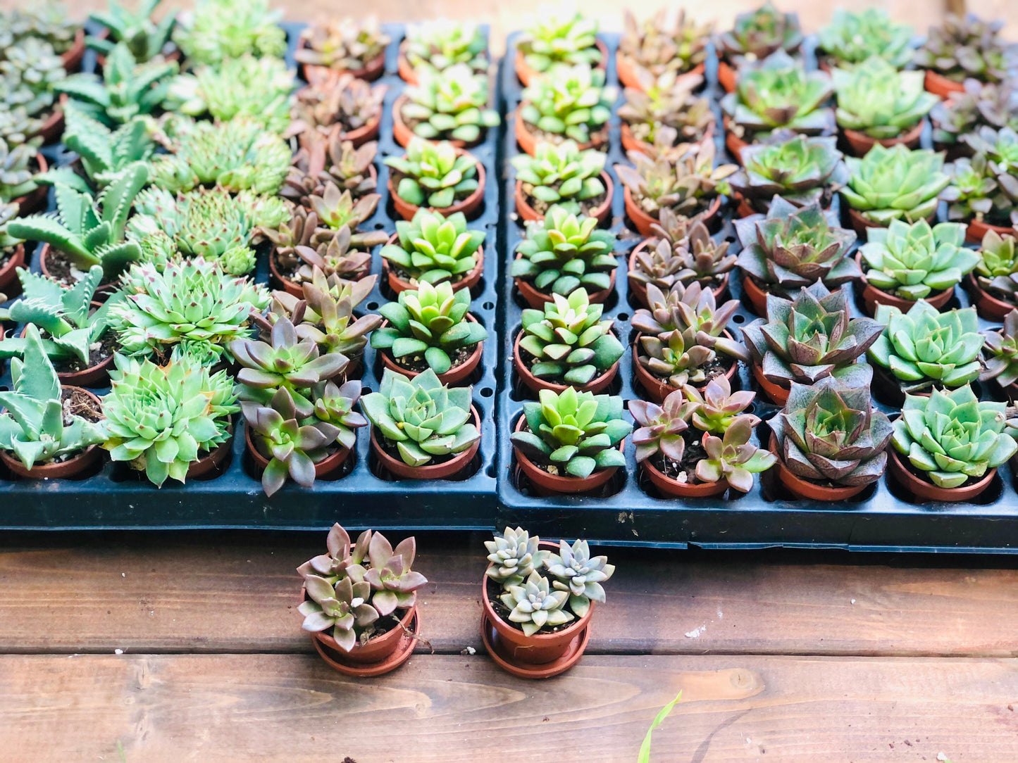 Mini Succulent Collection: 4 Live Plants, Fairy Garden Terrarium Favors