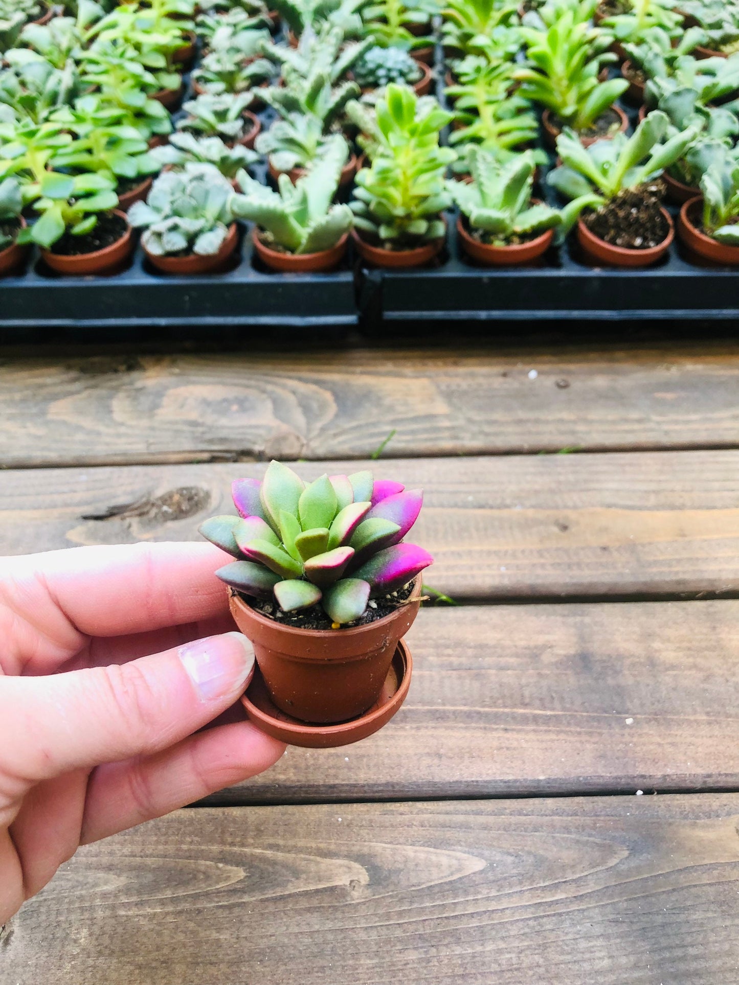 Mini Succulent Collection: 4 Live Plants, Fairy Garden Terrarium Favors