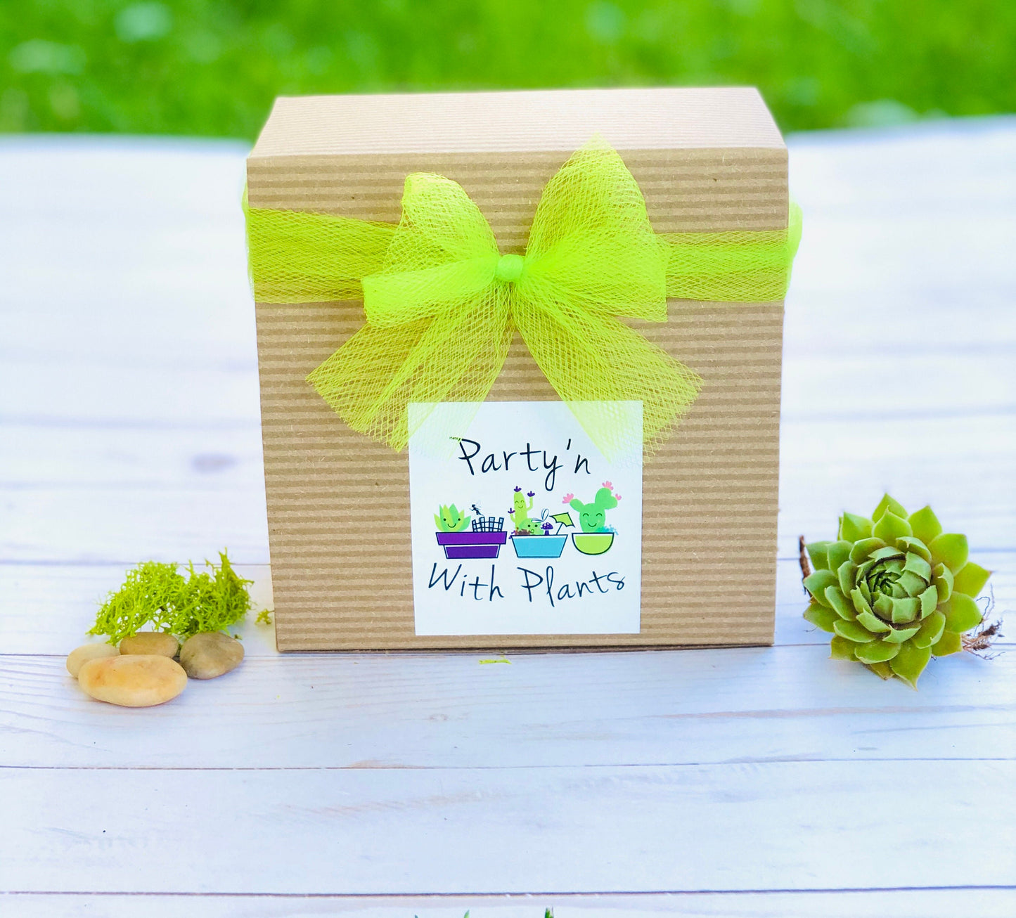 Mini Succulent Collection: 4 Live Plants, Fairy Garden Terrarium Favors
