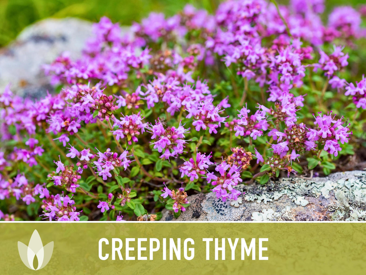 Creeping Thyme Seeds - Heirloom Seeds, Thymus Serpyllum, Culinary Herb Seeds, Ground Cover Seeds, Open Pollinated, Non-Gmo