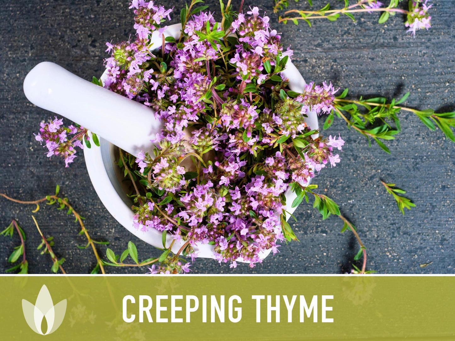 Creeping Thyme Seeds - Heirloom Seeds, Thymus Serpyllum, Culinary Herb Seeds, Ground Cover Seeds, Open Pollinated, Non-Gmo