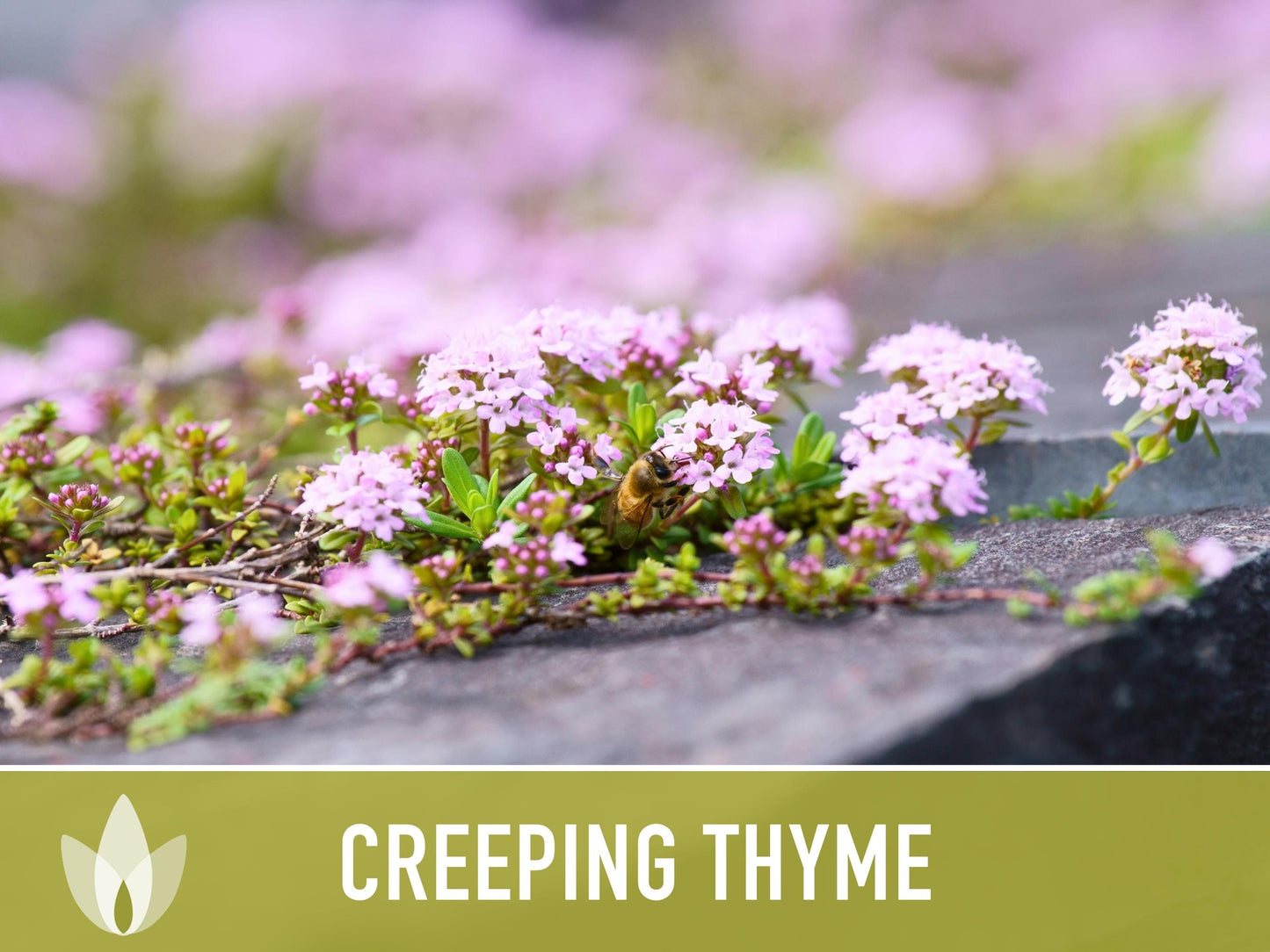 Creeping Thyme Seeds - Heirloom Seeds, Thymus Serpyllum, Culinary Herb Seeds, Ground Cover Seeds, Open Pollinated, Non-Gmo