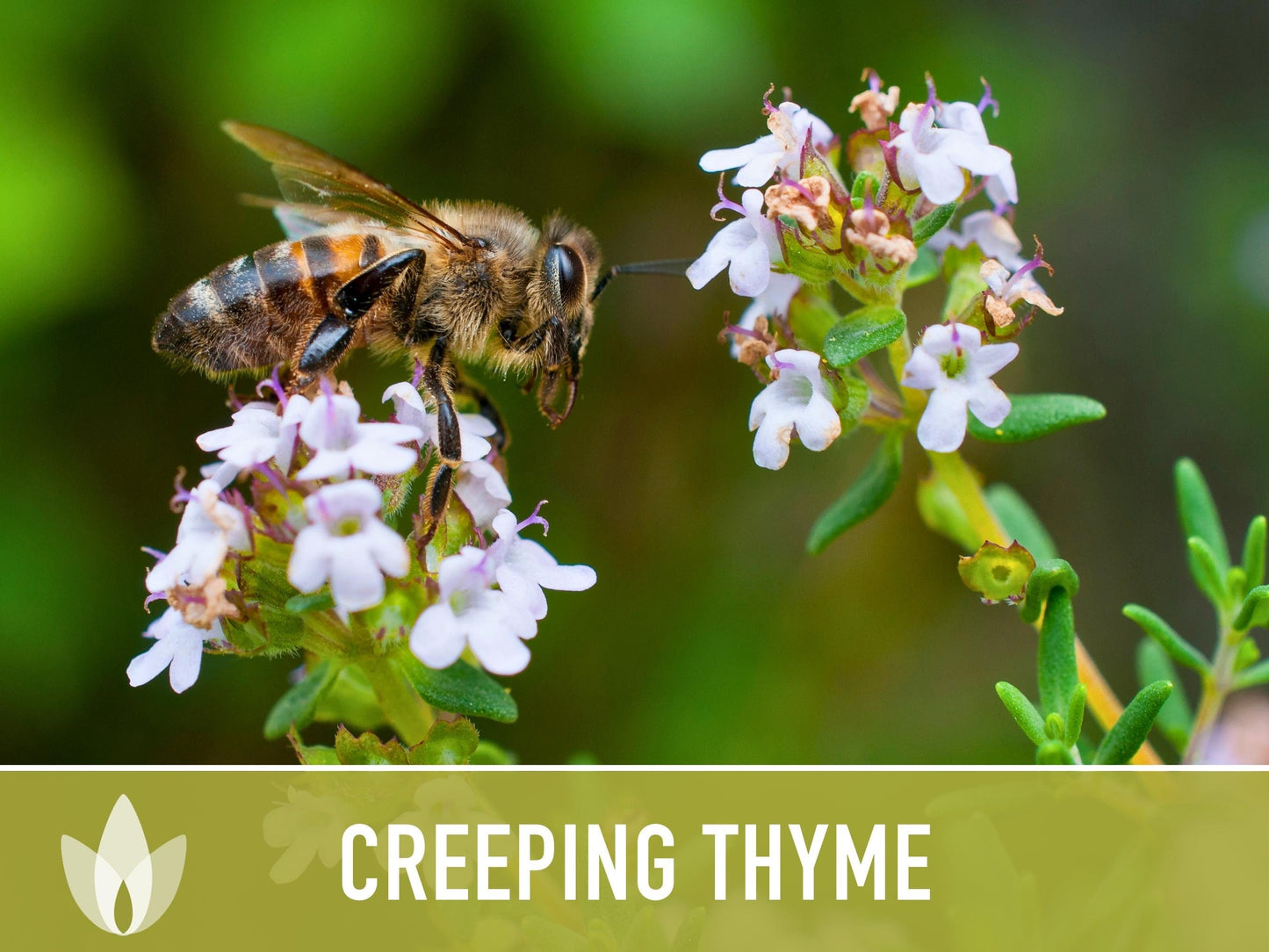 Creeping Thyme Seeds - Heirloom Seeds, Thymus Serpyllum, Culinary Herb Seeds, Ground Cover Seeds, Open Pollinated, Non-Gmo
