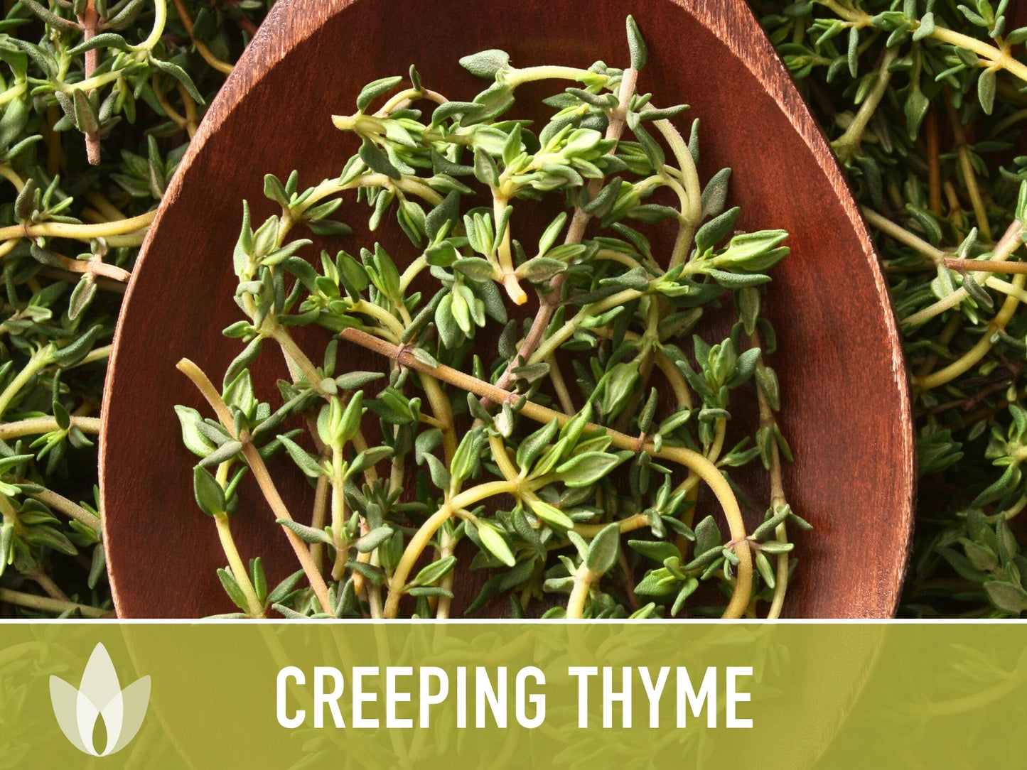 Creeping Thyme Seeds - Heirloom Seeds, Thymus Serpyllum, Culinary Herb Seeds, Ground Cover Seeds, Open Pollinated, Non-Gmo