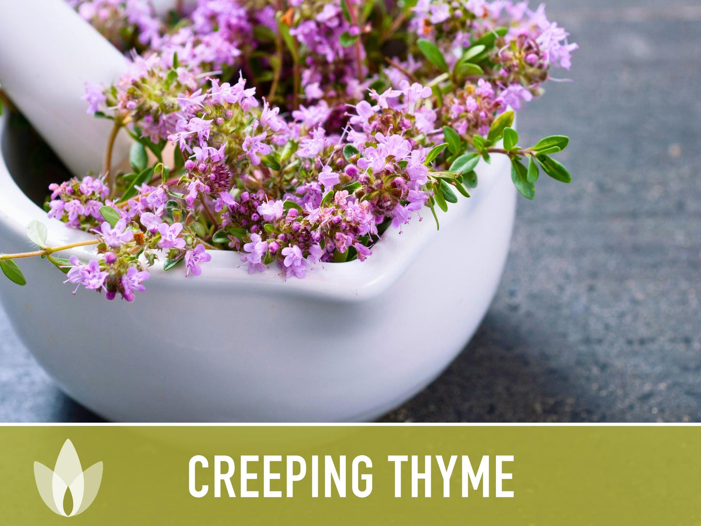 Creeping Thyme Seeds - Heirloom Seeds, Thymus Serpyllum, Culinary Herb Seeds, Ground Cover Seeds, Open Pollinated, Non-Gmo