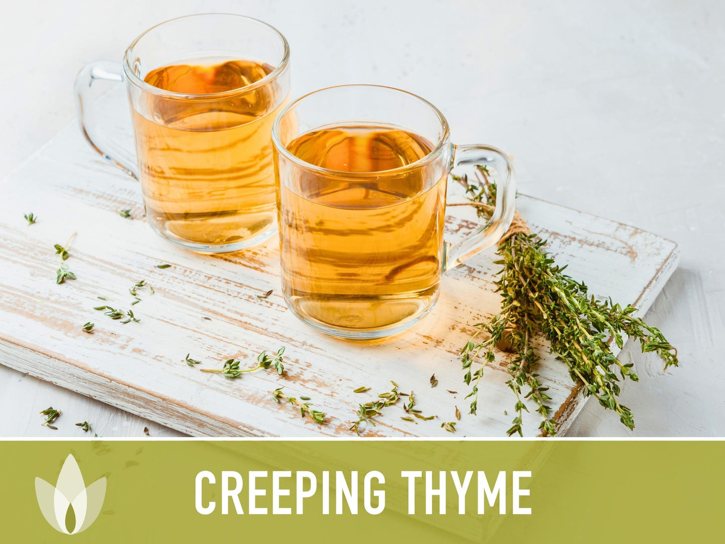 Creeping Thyme Seeds - Heirloom Seeds, Thymus Serpyllum, Culinary Herb Seeds, Ground Cover Seeds, Open Pollinated, Non-Gmo
