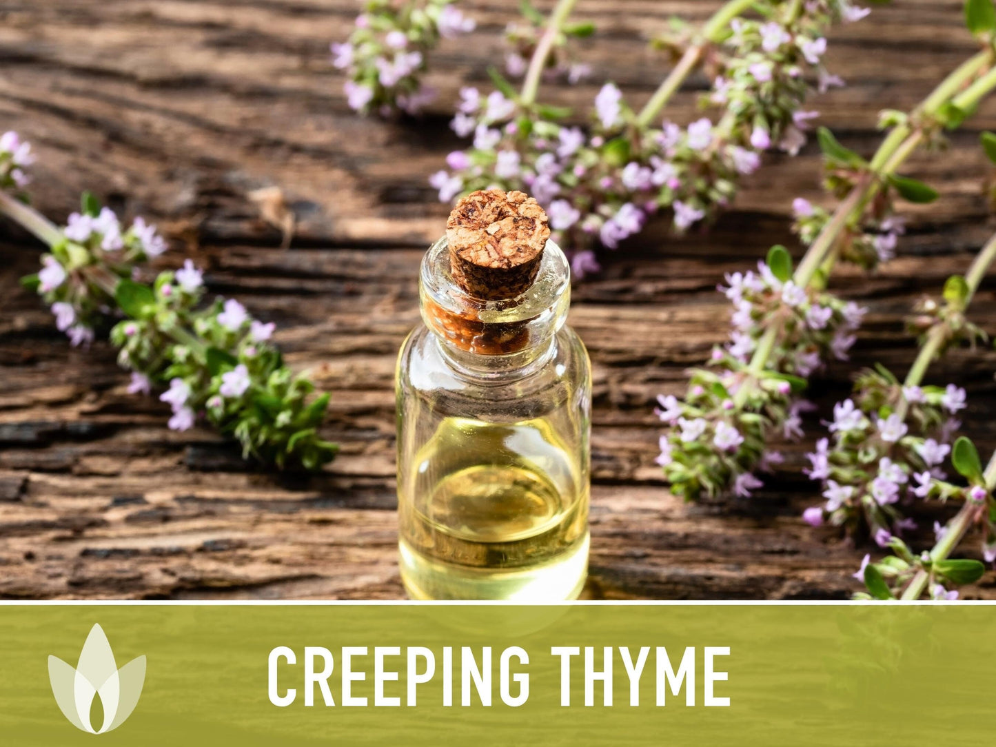 Creeping Thyme Seeds - Heirloom Seeds, Thymus Serpyllum, Culinary Herb Seeds, Ground Cover Seeds, Open Pollinated, Non-Gmo