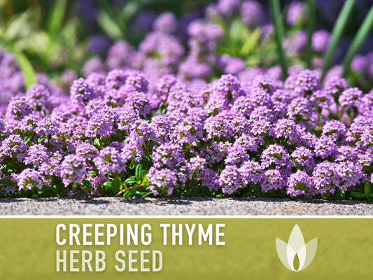 Creeping Thyme Seeds - Heirloom Seeds, Thymus Serpyllum, Culinary Herb Seeds, Ground Cover Seeds, Open Pollinated, Non-Gmo