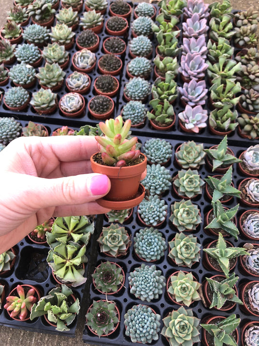 Mini Succulent Collection: 4 Live Plants, Fairy Garden Terrarium Favors