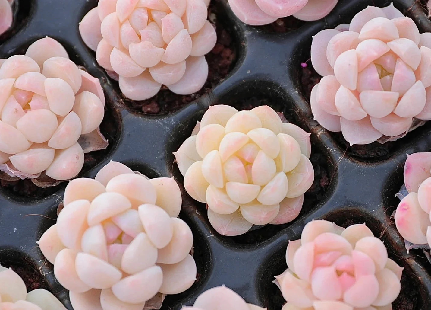 Extremely Rare Succulent Seeds, Echeveria Japanese White Peach Sp, 10 Seeds [SEEDS ONLY]
