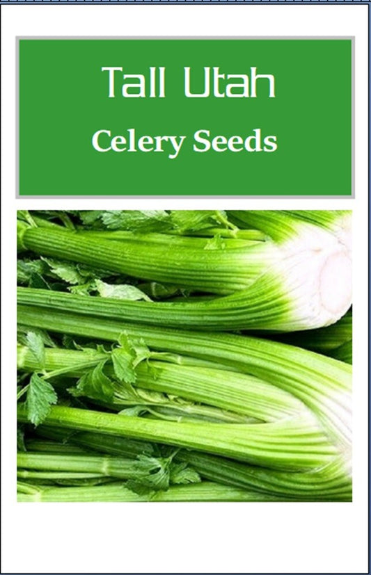 Tall Utah Celery Seeds | NON-GMO Celery Seeds | Fresh Heirloom Garden Seeds