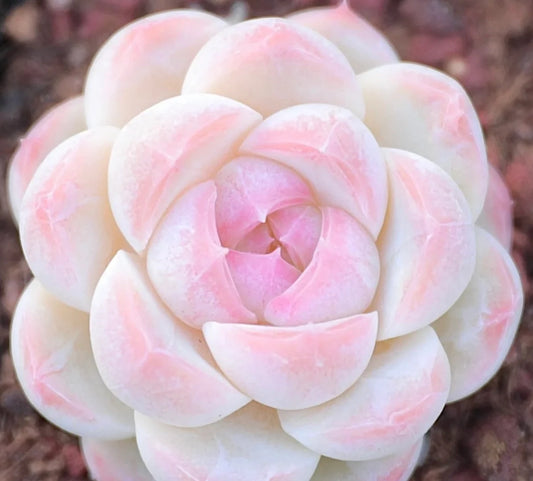 Extremely Rare Succulent Seeds, Echeveria Japanese White Peach Sp, 10 Seeds [SEEDS ONLY]
