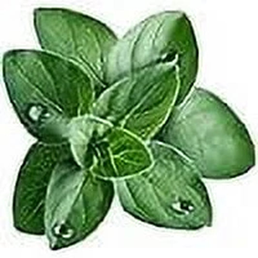 Greek Oregano Herb Seeds, 2500 Heirloom Seeds per Packet, Non GMO Seeds