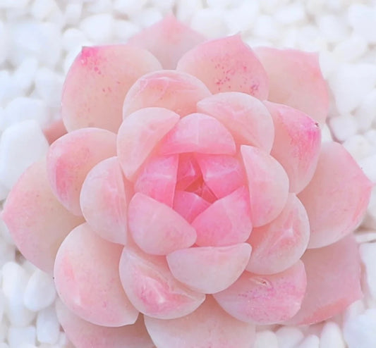 Extremely Rare Succulent Seeds, Echeveria Japanese White Peach Sp, 10 Seeds [SEEDS ONLY]