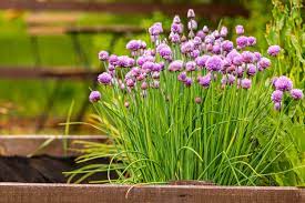 Garlic Chives Seeds | NON-GMO Chives Seeds | Fresh Heirloom Garden Seeds