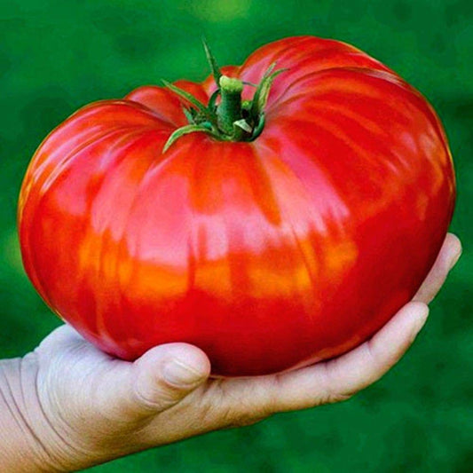 Beefsteak Tomato Seeds | Heirloom Tomato Seeds | Fresh NON-GMO Vegetable Seeds