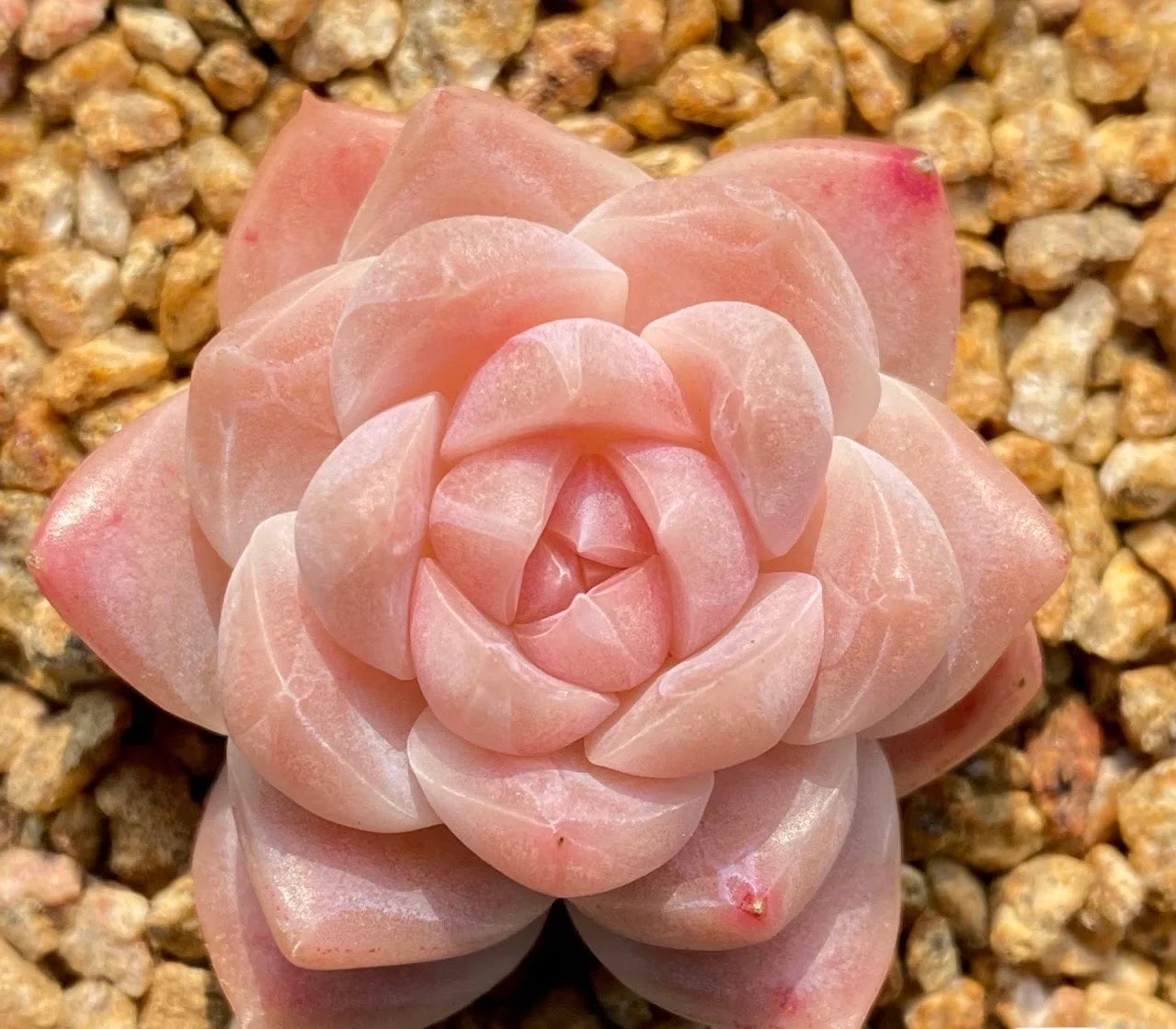 Extremely Rare Succulent Seeds, Echeveria Japanese White Peach Sp, 10 Seeds [SEEDS ONLY]
