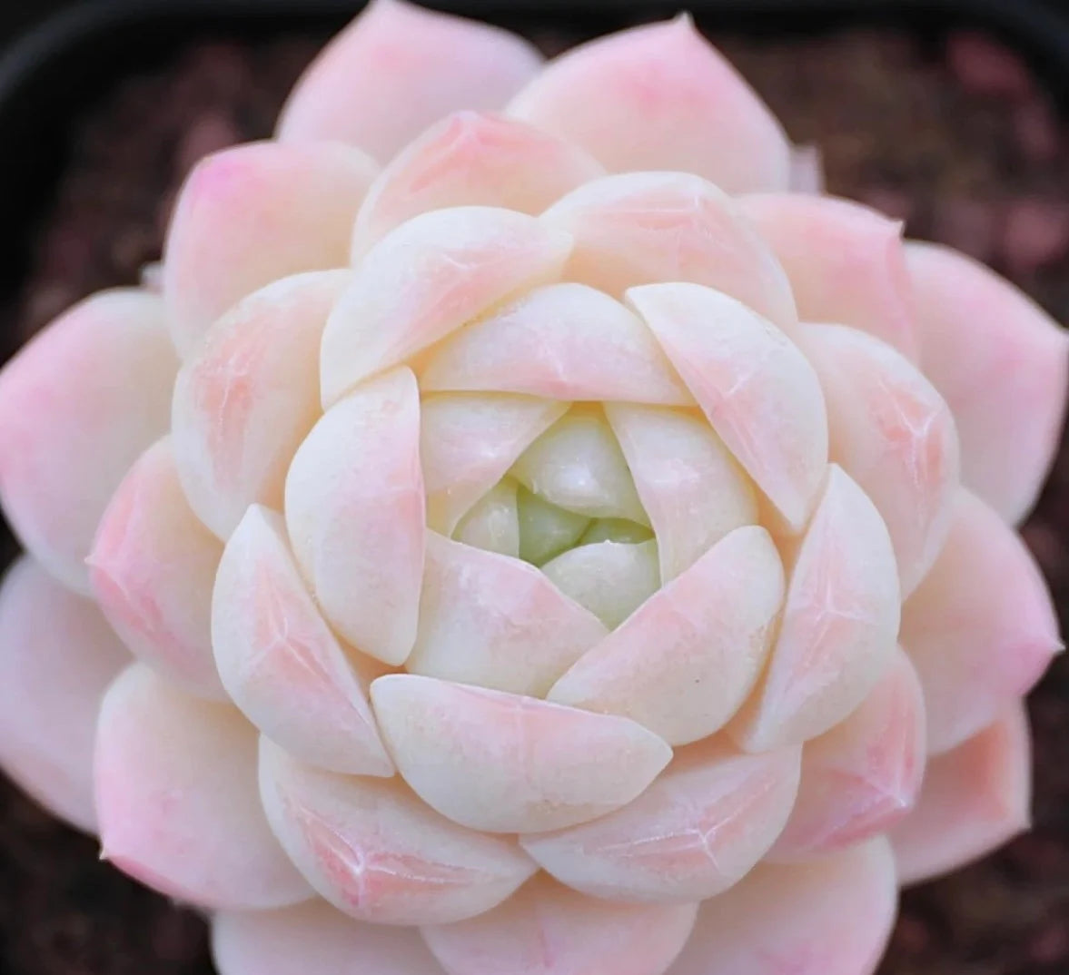 Extremely Rare Succulent Seeds, Echeveria Japanese White Peach Sp, 10 Seeds [SEEDS ONLY]