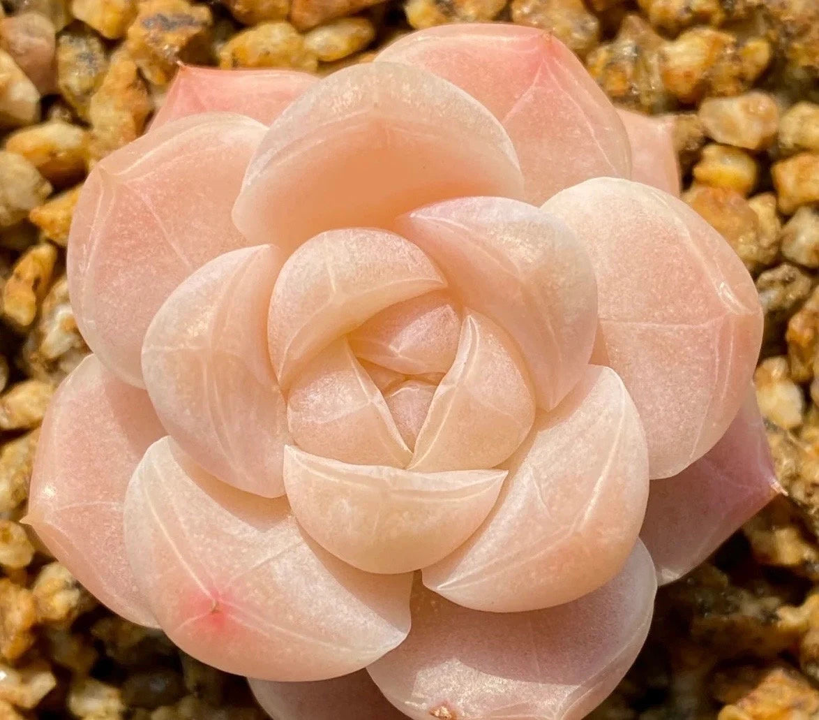 Extremely Rare Succulent Seeds, Echeveria Japanese White Peach Sp, 10 Seeds [SEEDS ONLY]