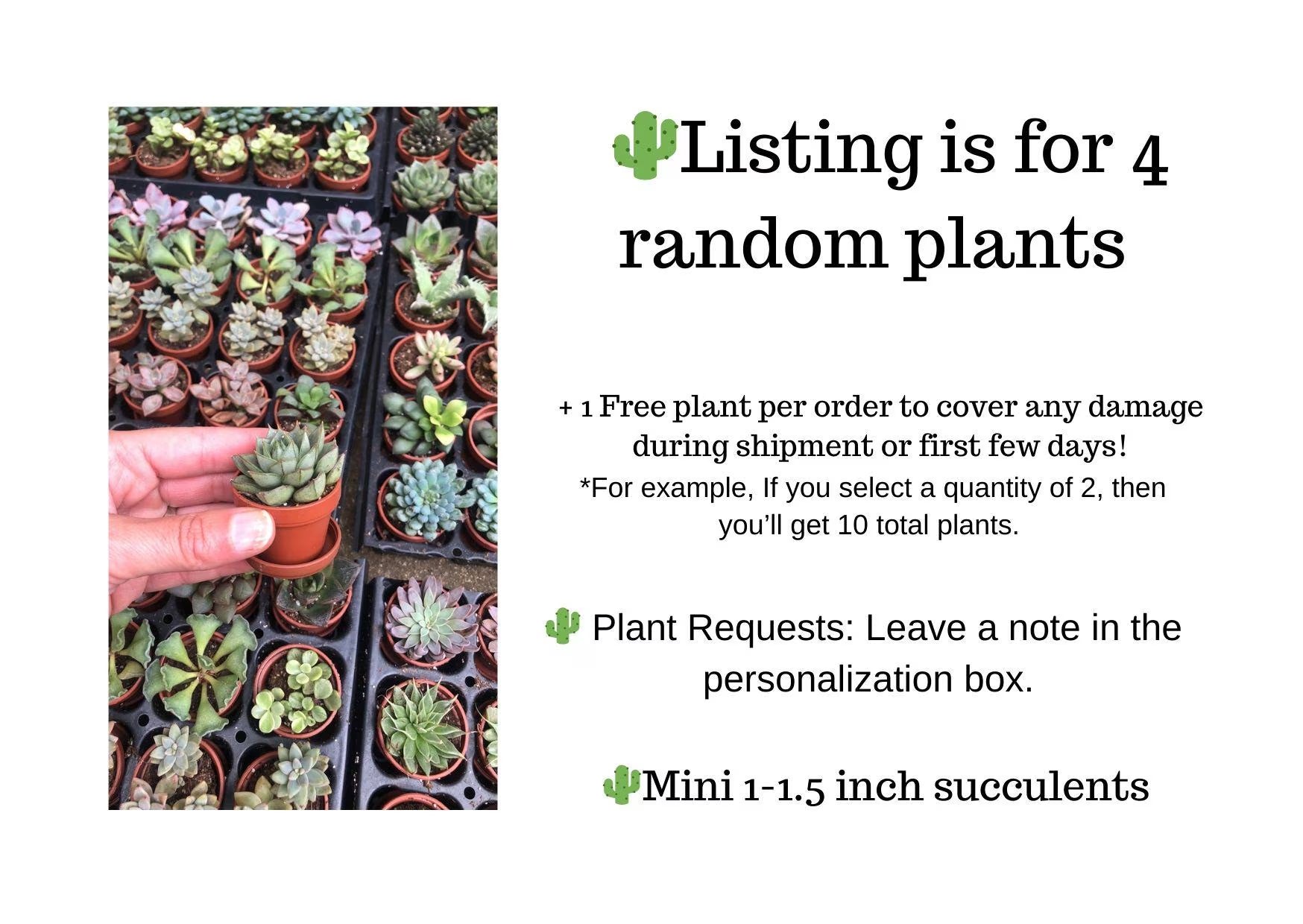Mini Succulent Collection: 4 Live Plants, Fairy Garden Terrarium Favors