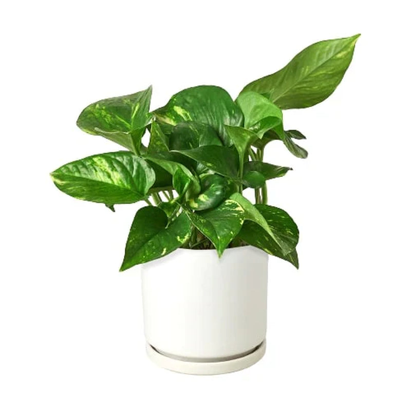 Devils Ivy (Air Purifying House Plant